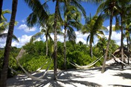 热带植物椰子树图片