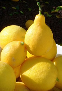 黄色新鲜柠檬图片下载