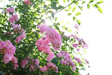 粉色花朵植物图片下载