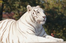 动物园白色老虎高清图