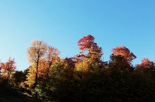 秋天颜色树木图片素材