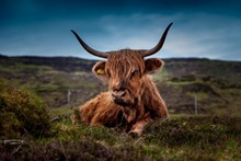 苏格兰高地牛精美图片