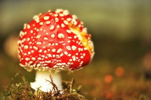 红色小蘑菇高清图片