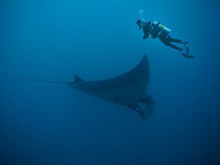 深海潜水员与蝠鲼高清图片