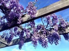 紫藤花盛放高清图片