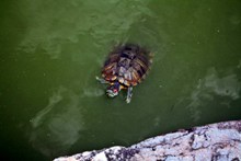 池塘乌龟图片素材