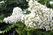 白色草本花朵高清图片