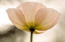 浅色罂粟花精美图片
