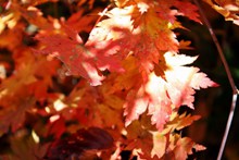 秋天颜色枫叶图片素材