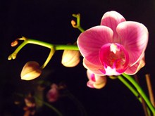 粉色蝴蝶兰花精美图片