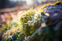冬天苔藓精美图片