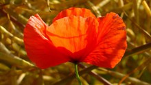 红艳罂粟花精美图片