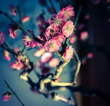 梅花树枝高清图片