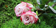 草地上的粉色玫瑰高清图片