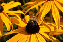 蜜蜂采花蜜 小蜜蜂采蜜大全图片素材