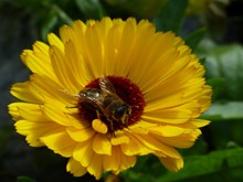 黑色蜜蜂采花图片素材