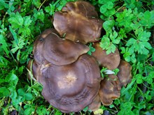 褐色蘑菇高清图片