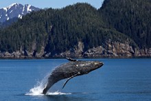 海洋中跳跃的鲸鱼高清图片