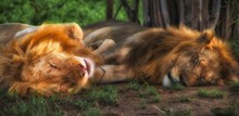 两只睡着的狮子高清图