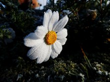 冬季白色花朵图片