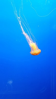 太平洋海刺水母高清图片