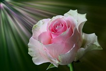 淡粉色玫瑰图片素材