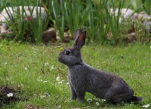 灰黑色小兔子精美图片