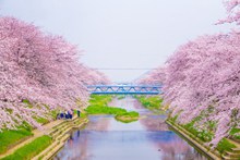 樱花树唯美风景图片大全