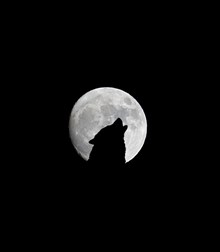 月圆之夜狼嚎图片素材