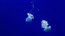 蓝色珍珠水母高清图片