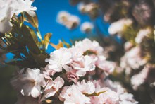 春日粉色花朵图片下载