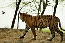 印度虎精美图片