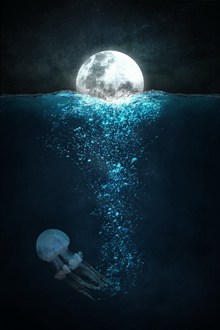 月球海洋水母图片下载