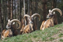 野生欧洲盘羊高清图片
