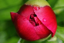 红牡丹花苞图片下载