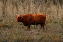 苏格兰高原牛高清图片