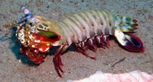 斑斓螳螂虾图片素材