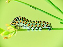 蝴蝶幼虫图片素材
