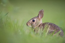 草地小兔子图片下载