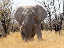 纳米比亚大象图片下载