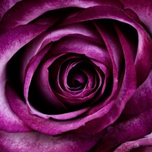 紫色玫瑰精美图片