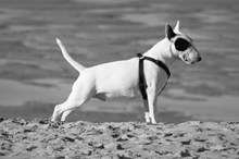 比特犬黑白图片素材