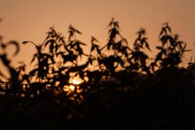 夕阳黄昏树影高清图片