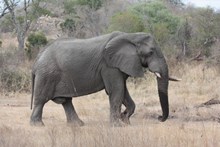 南非大象高清图片