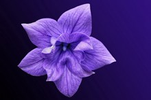 紫色桔梗花花朵高清图片