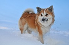 冬天可爱狗狗高清图