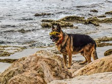 酷帅德国牧羊犬精美图片