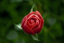 微距红玫瑰花苞图片下载