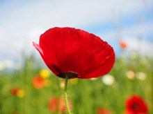 红色罂粟花风景图片素材