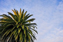 高清棕榈树精美图片